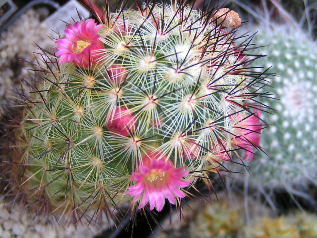 Mammillaria miroheliopsis